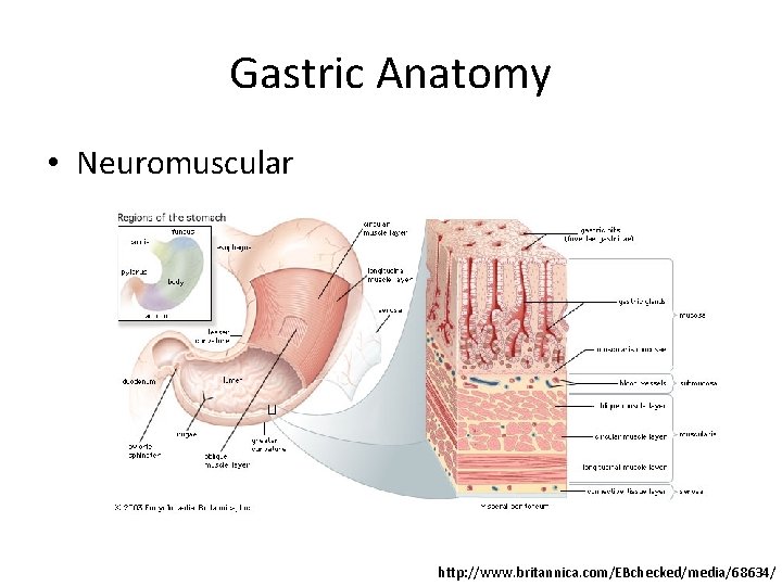 Gastric Anatomy • Neuromuscular http: //www. britannica. com/EBchecked/media/68634/ 