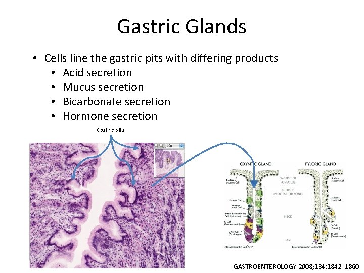 Gastric Glands • Cells line the gastric pits with differing products • Acid secretion