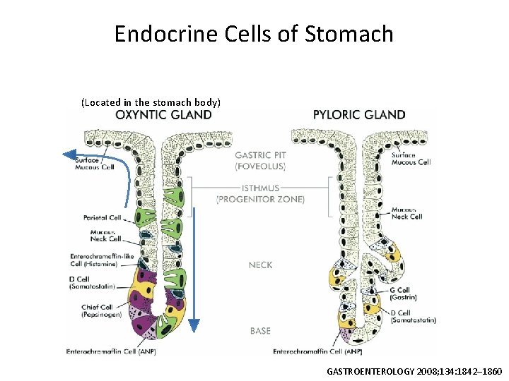 Endocrine Cells of Stomach (Located in the stomach body) GASTROENTEROLOGY 2008; 134: 1842– 1860