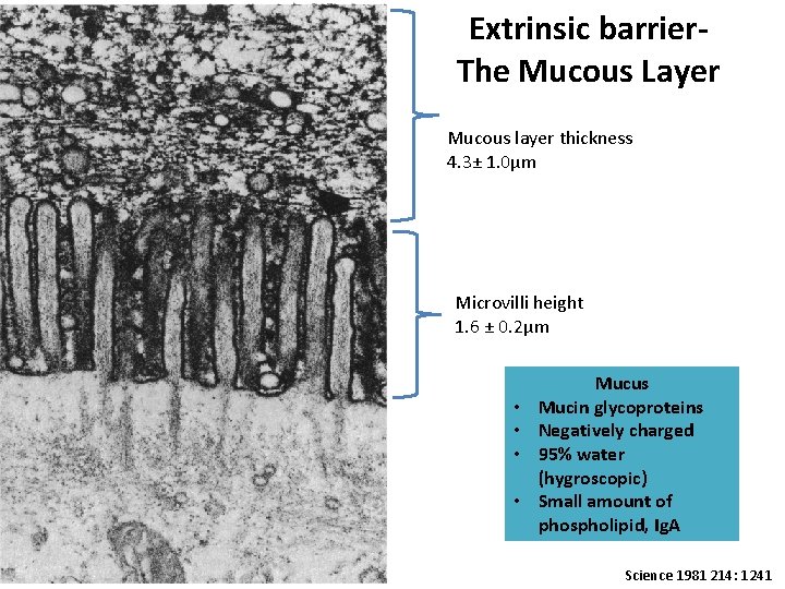 Extrinsic barrier. The Mucous Layer Mucous layer thickness 4. 3± 1. 0μm Microvilli height