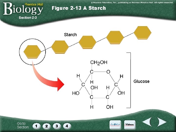 Figure 2 -13 A Starch Section 2 -3 Starch Glucose Go to Section: 