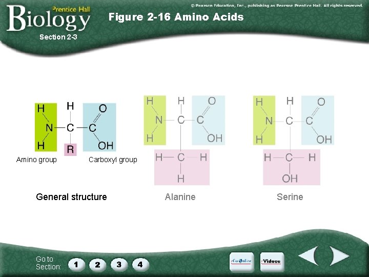 Figure 2 -16 Amino Acids Section 2 -3 Amino group Carboxyl group General structure