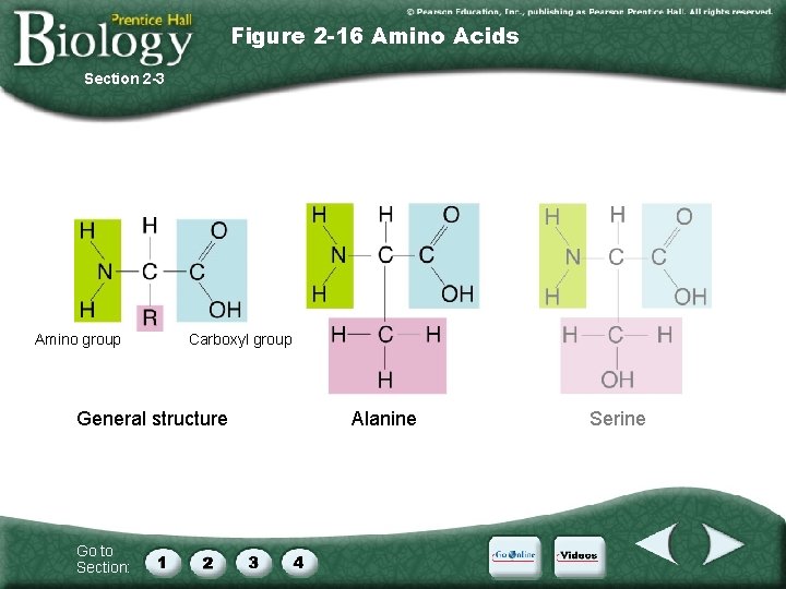 Figure 2 -16 Amino Acids Section 2 -3 Amino group Carboxyl group General structure