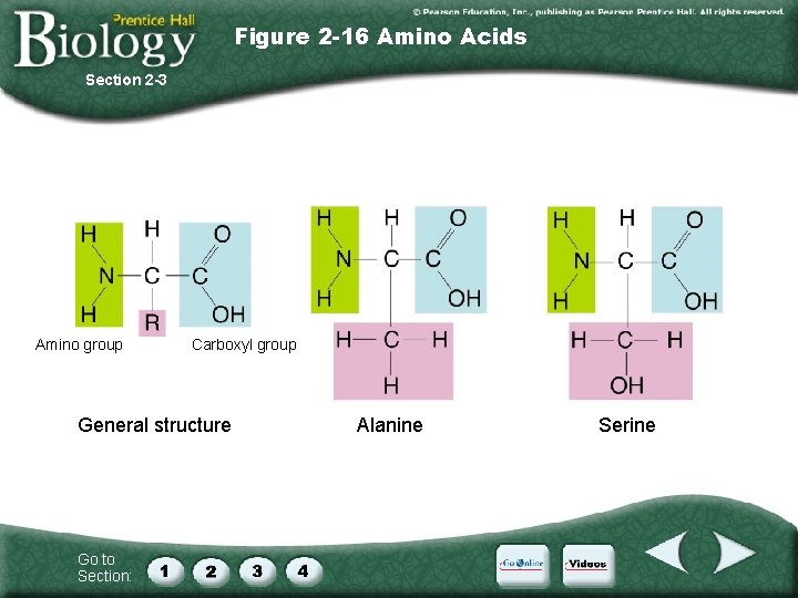 Figure 2 -16 Amino Acids Section 2 -3 Amino group Carboxyl group General structure