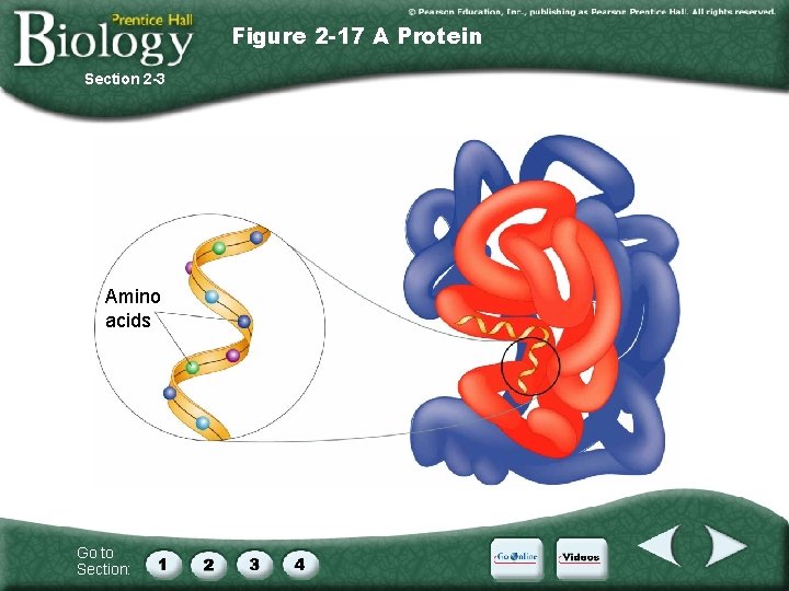 Figure 2 -17 A Protein Section 2 -3 Amino acids Go to Section: 