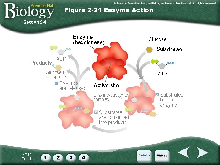 Figure 2 -21 Enzyme Action Section 2 -4 Enzyme (hexokinase) Glucose Substrates Products ADP