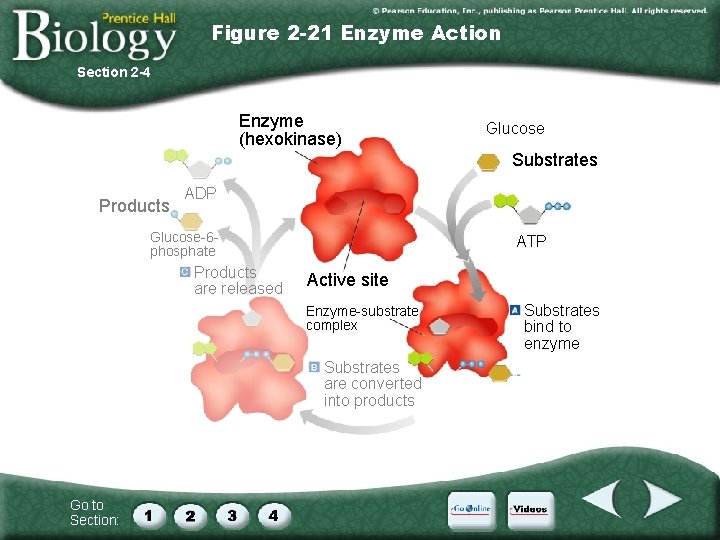 Figure 2 -21 Enzyme Action Section 2 -4 Enzyme (hexokinase) Glucose Substrates Products ADP