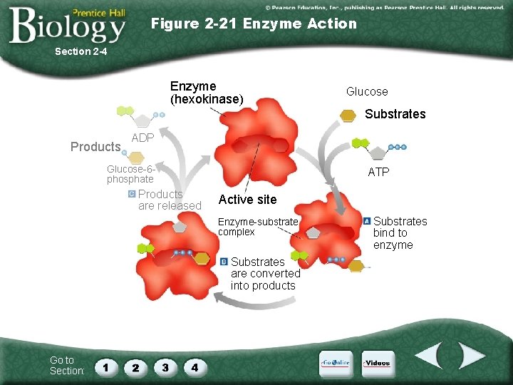 Figure 2 -21 Enzyme Action Section 2 -4 Enzyme (hexokinase) Glucose Substrates Products ADP