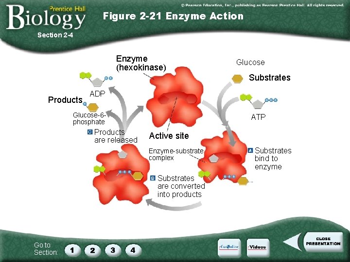 Figure 2 -21 Enzyme Action Section 2 -4 Enzyme (hexokinase) Glucose Substrates Products ADP