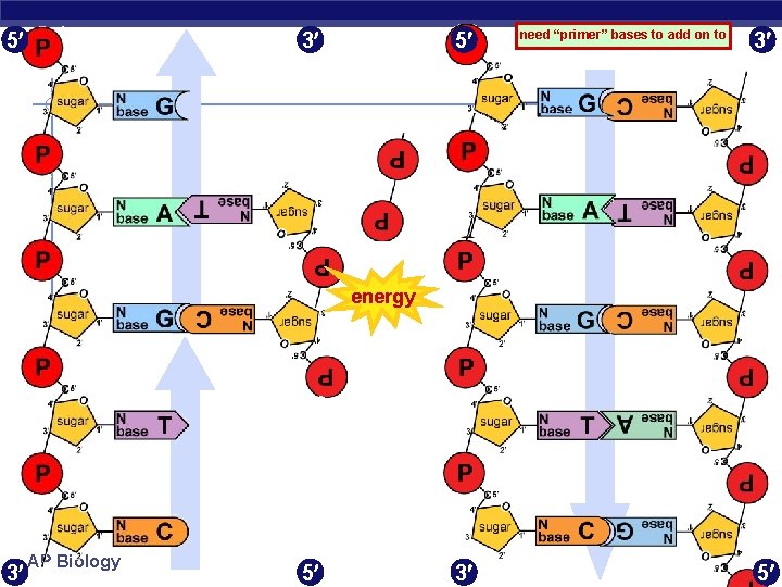 5 3 5 need “primer” bases to add on to 3 energy 3 AP
