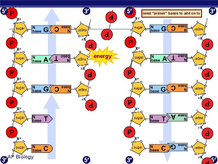 5 3 5 need “primer” bases to add on to 3 energy 3 AP