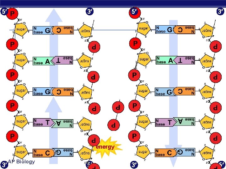 5 3 3 5 energy 3 AP Biology 5 