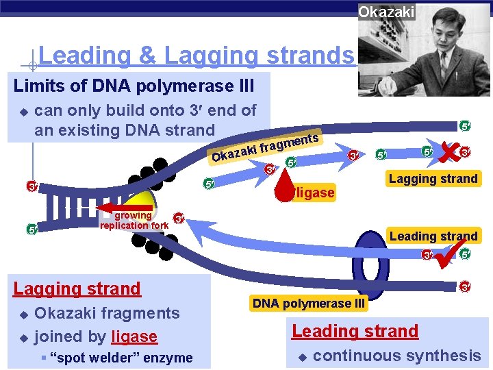 Okazaki Leading & Lagging strands Limits of DNA polymerase III u can only build