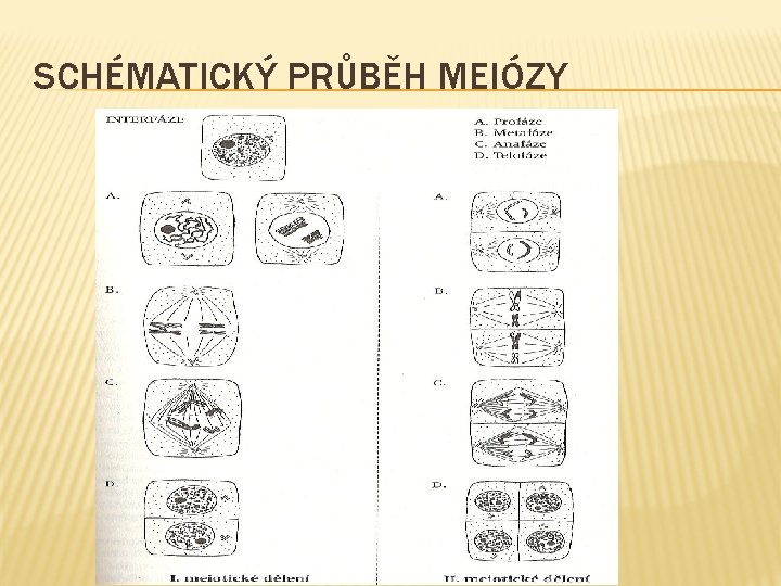SCHÉMATICKÝ PRŮBĚH MEIÓZY 
