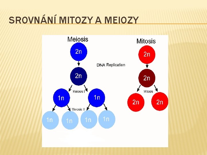 SROVNÁNÍ MITOZY A MEIOZY 