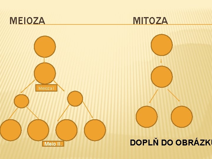 MEIOZA MITOZA Meioza I Meio II. DOPLŇ DO OBRÁZKU 