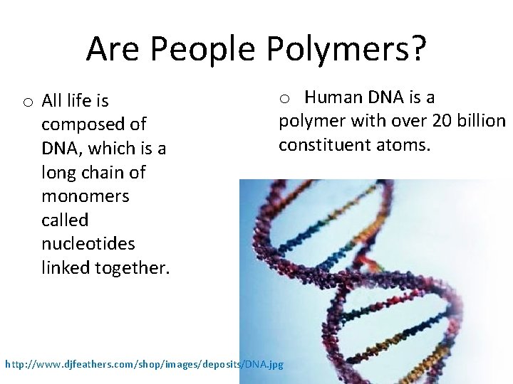 Are People Polymers? o All life is composed of DNA, which is a long