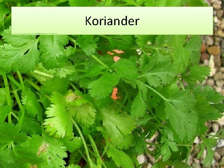 Koriander 