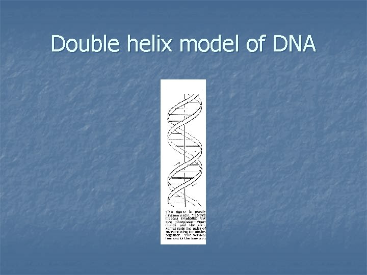 Double helix model of DNA 