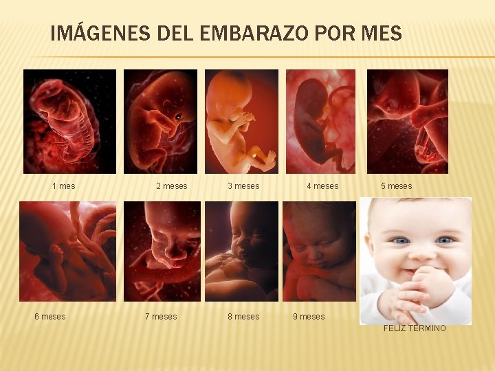 IMÁGENES DEL EMBARAZO POR MES 1 mes 2 meses 3 meses 4 meses 5