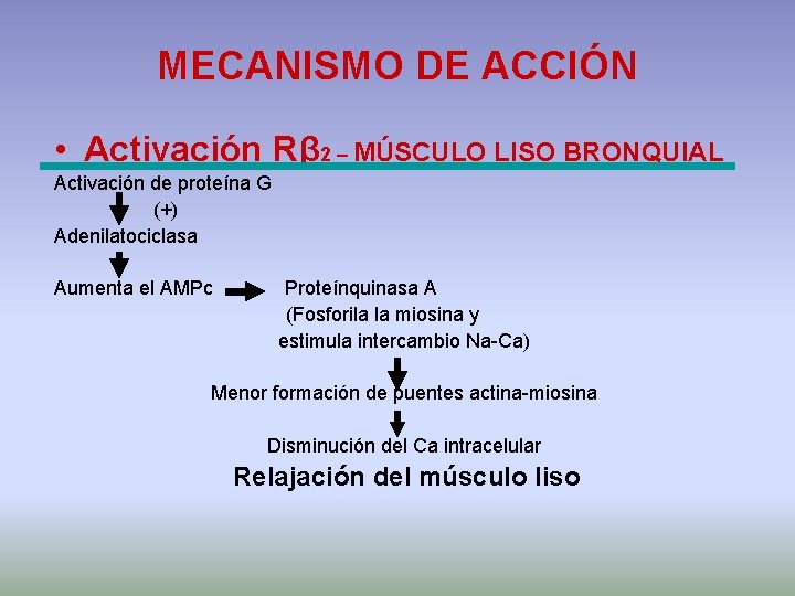 MECANISMO DE ACCIÓN • Activación Rβ 2 – MÚSCULO LISO BRONQUIAL Activación de proteína
