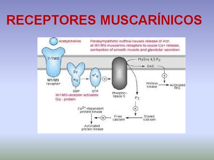 RECEPTORES MUSCARÍNICOS 