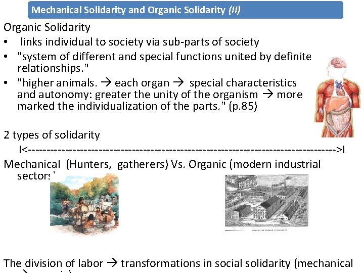 Mechanical Solidarity and Organic Solidarity (II) Organic Solidarity • links individual to society via