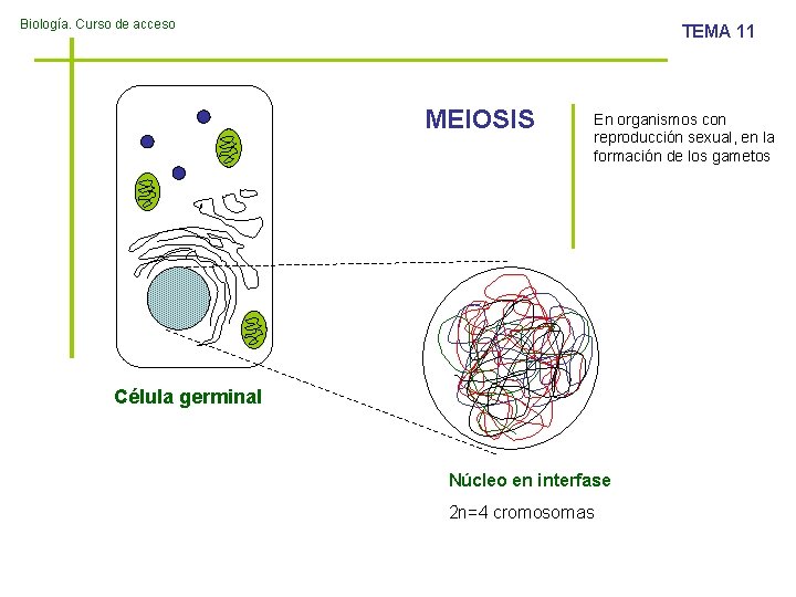 Biología. Curso de acceso TEMA 11 MEIOSIS En organismos con reproducción sexual, en la
