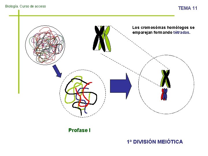 Biología. Curso de acceso TEMA 11 Los cromosómas homólogos se emparejan formando tétradas. Profase
