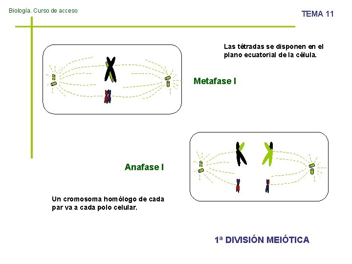 Biología. Curso de acceso TEMA 11 Las tétradas se disponen en el plano ecuatorial