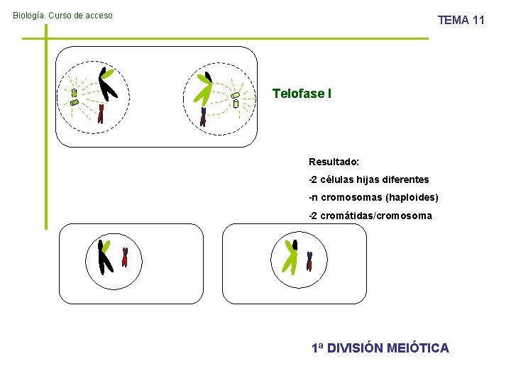 Biología. Curso de acceso TEMA 11 Telofase I Resultado: -2 células hijas diferentes -n