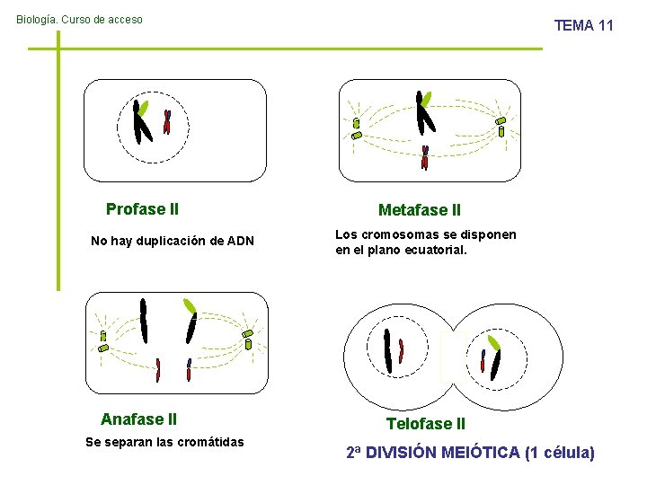 Biología. Curso de acceso Profase II No hay duplicación de ADN Anafase II Se