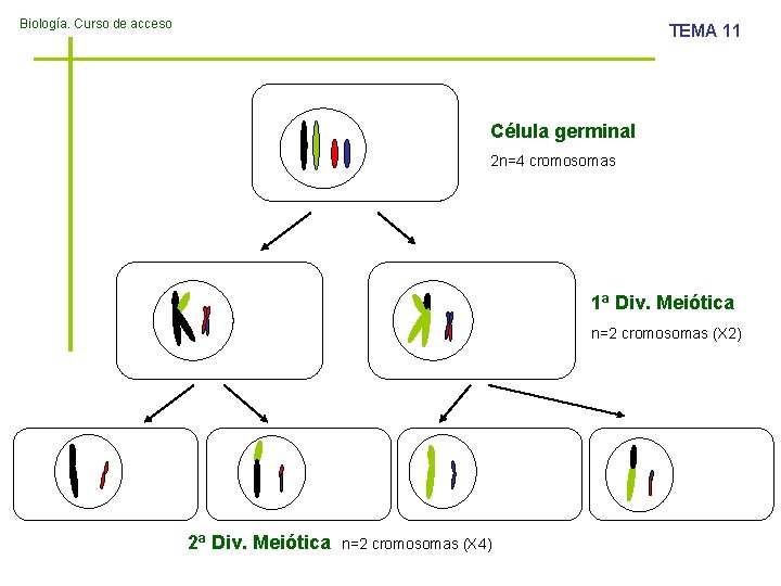 Biología. Curso de acceso TEMA 11 Célula germinal 2 n=4 cromosomas 1ª Div. Meiótica