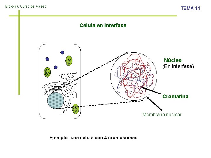 Biología. Curso de acceso TEMA 11 Célula en interfase Núcleo (En interfase) Cromatina Membrana