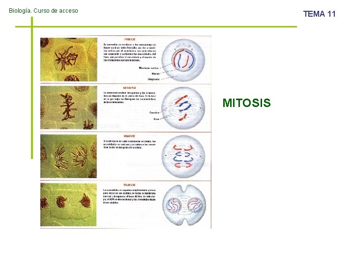 Biología. Curso de acceso TEMA 11 MITOSIS 