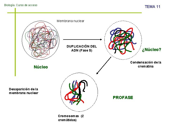 Biología. Curso de acceso TEMA 11 Membrana nuclear DUPLICACIÓN DEL ADN (Fase S) ¿Núcleo?