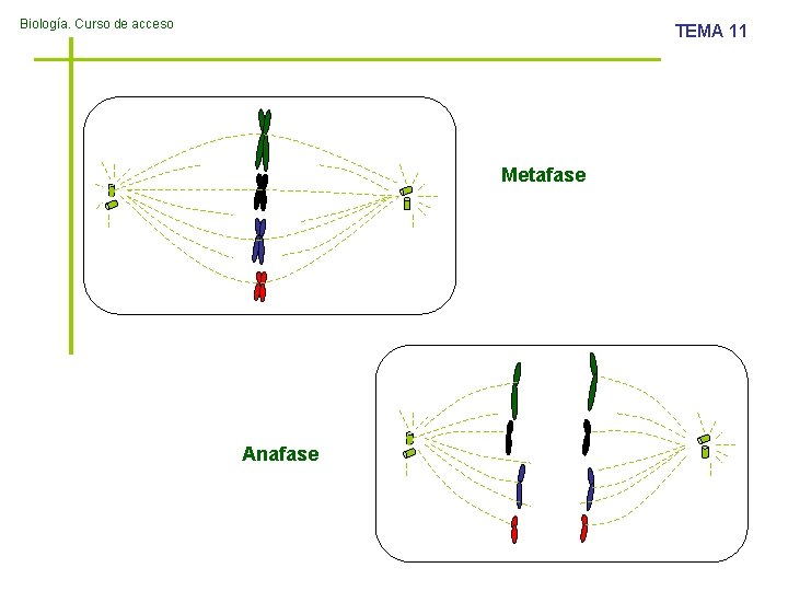 Biología. Curso de acceso TEMA 11 Metafase Anafase 