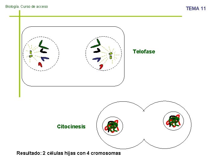Biología. Curso de acceso TEMA 11 Telofase Citocinesis Resultado: 2 células hijas con 4