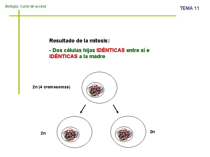 Biología. Curso de acceso TEMA 11 Resultado de la mitosis: - Dos células hijas