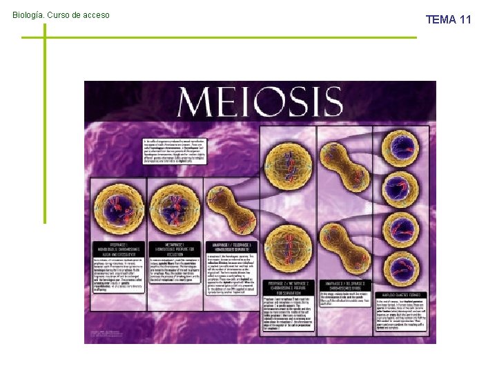 Biología. Curso de acceso TEMA 11 