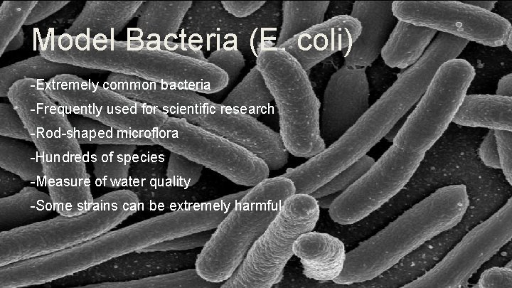 Model Bacteria (E. coli) -Extremely common bacteria -Frequently used for scientific research -Rod-shaped microflora