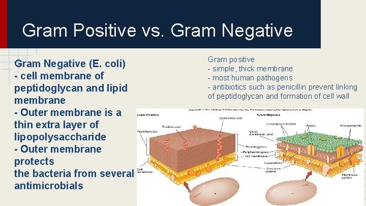 Gram Positive vs. Gram Negative (E. coli) - cell membrane of peptidoglycan and lipid