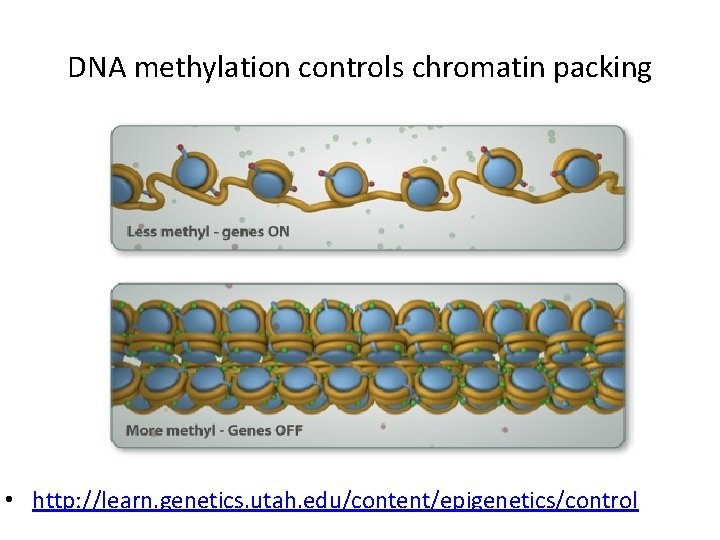 DNA methylation controls chromatin packing • http: //learn. genetics. utah. edu/content/epigenetics/control 