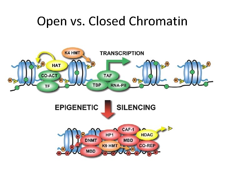 Open vs. Closed Chromatin 