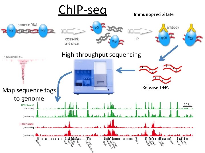 Ch. IP-seq Immunoprecipitate High-throughput sequencing Map sequence tags to genome Release DNA 