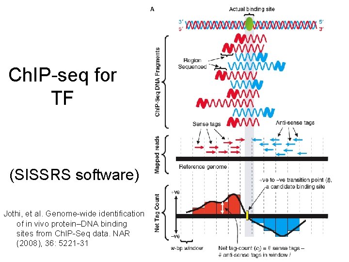 Ch. IP-seq for TF (SISSRS software) Jothi, et al. Genome-wide identification of in vivo