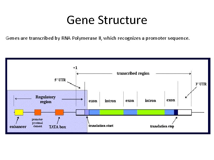 Gene Structure Genes are transcribed by RNA Polymerase II, which recognizes a promoter sequence.