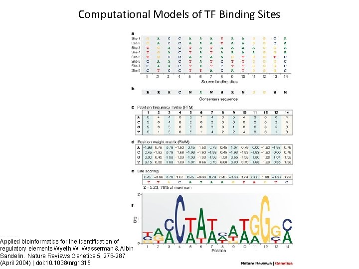 Computational Models of TF Binding Sites , Nature Reviews Genetics 5 276 -287 (April