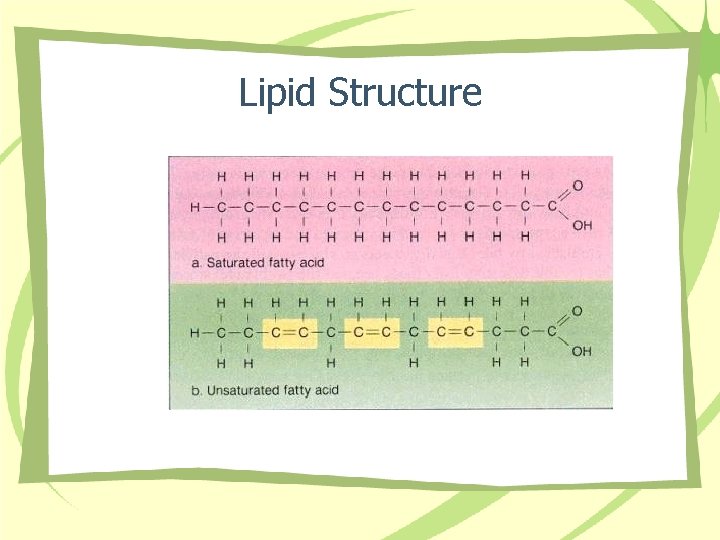 Lipid Structure 