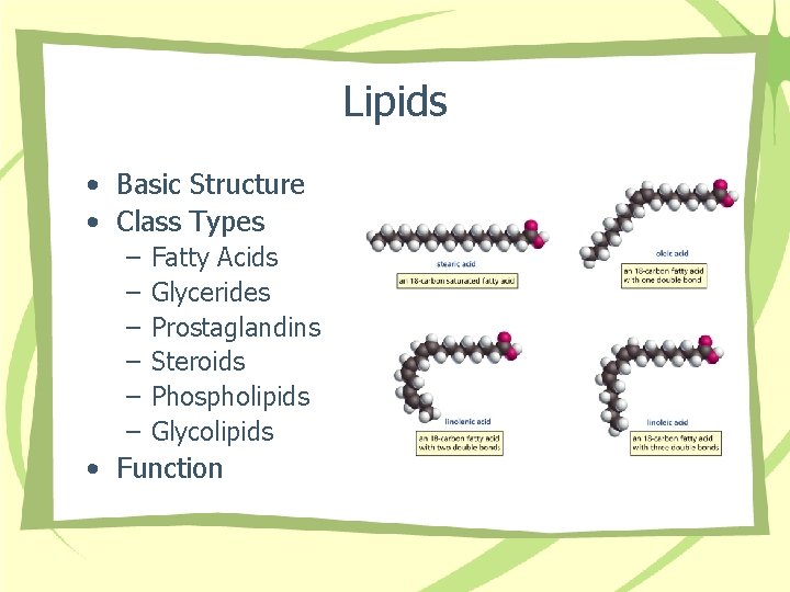 Lipids • Basic Structure • Class Types – – – Fatty Acids Glycerides Prostaglandins